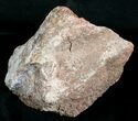 Agatized Dinosaur Bone - Ounces #4285-1